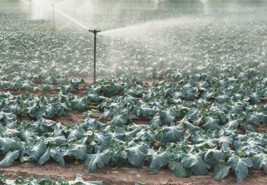 Watering cabbage with sprinklers