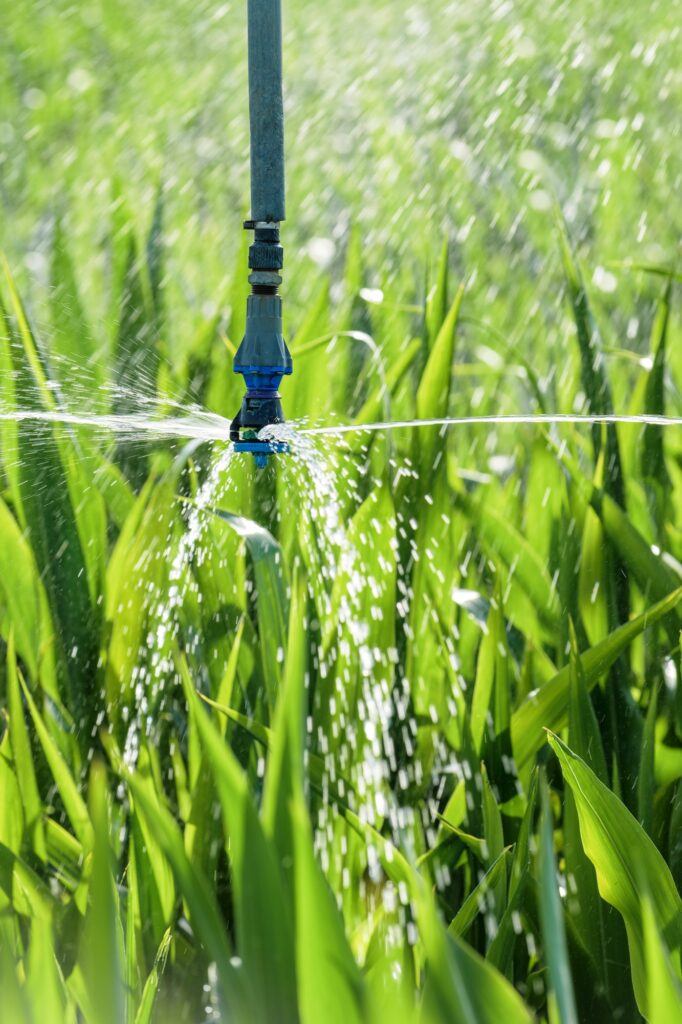 Sorghum crops plantation irrigation