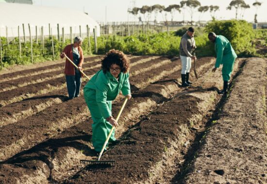 Woman, land and farming to rake fields, healthy food and sustainability in eco friendly agriculture